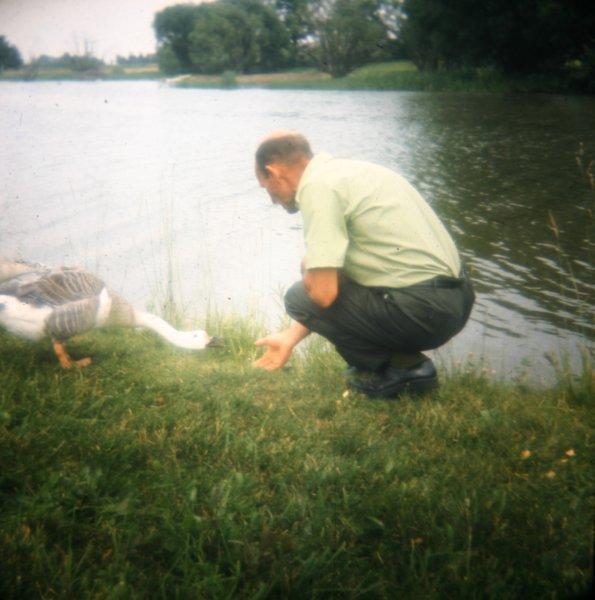 dad.jpg - Dad feeding the geese.