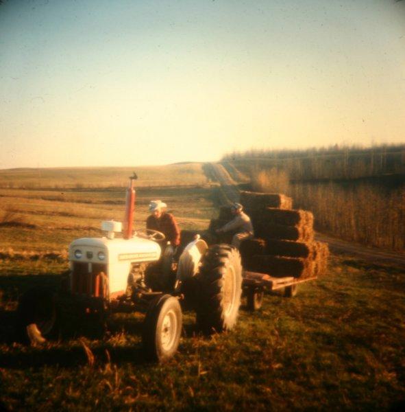 haulinghay.jpg - Hauling hay in Leslieville with the old David Brown 880 tractor.