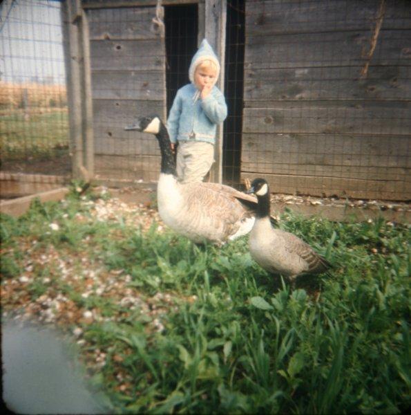 rickandgeese.jpg - Rick with two Canada Geese.  The big one is a Giant Canada and the small is a Ross Goose.