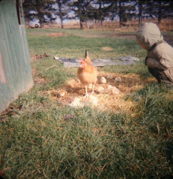 robhangingoutwiththechicks.jpg - Rick hanging out with the chicks.