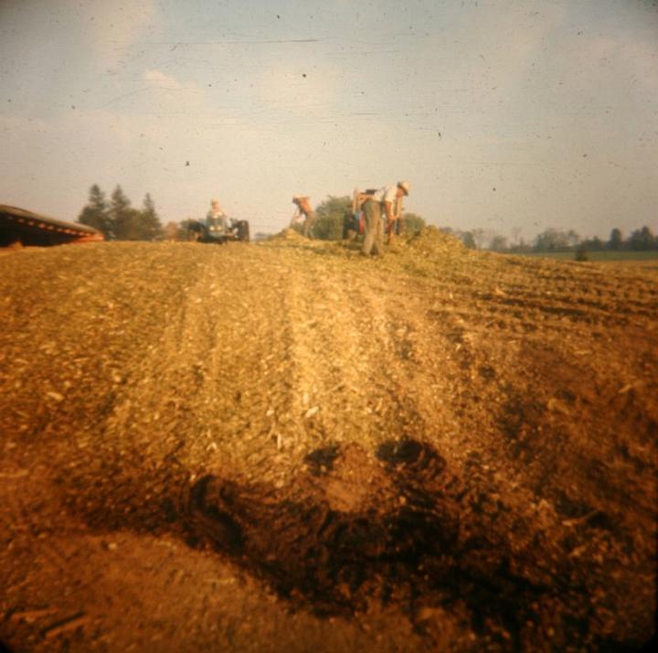 storingsilage.jpg - Making sileage