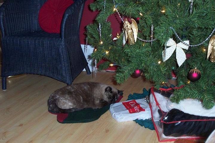 kittywaitingforsanata.jpg - Kitty napping under the tree.