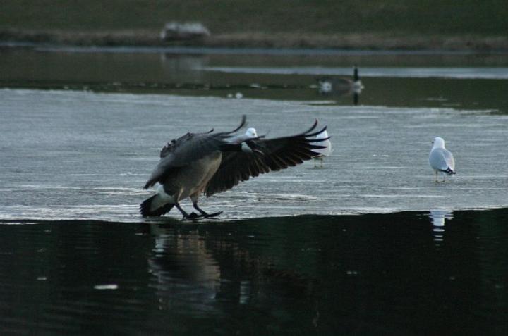 img_0167.jpg - Coming in for a landing