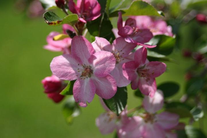 img_0478.jpg - Apple Blossoms