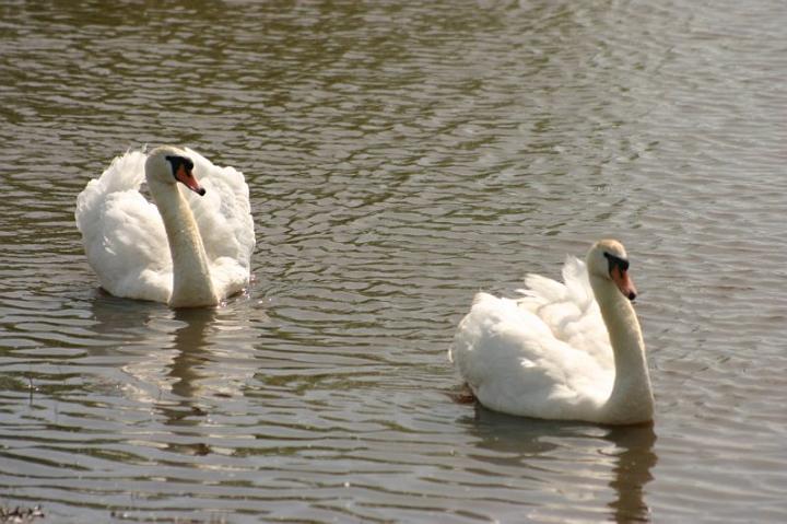 img_0816.jpg - Mom's mute swans