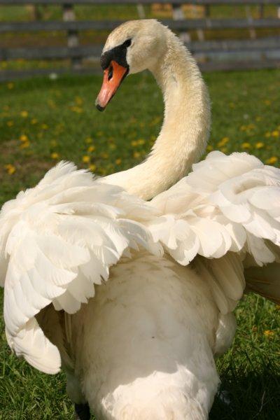 img_0901.jpg - The male Mute swan