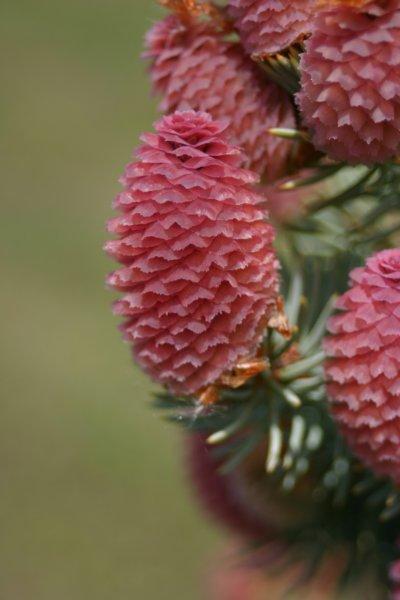 img_0965.jpg - Pine cones