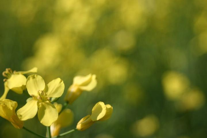 img_2542.jpg - Canola