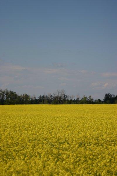 img_2543.jpg - A field of Canola