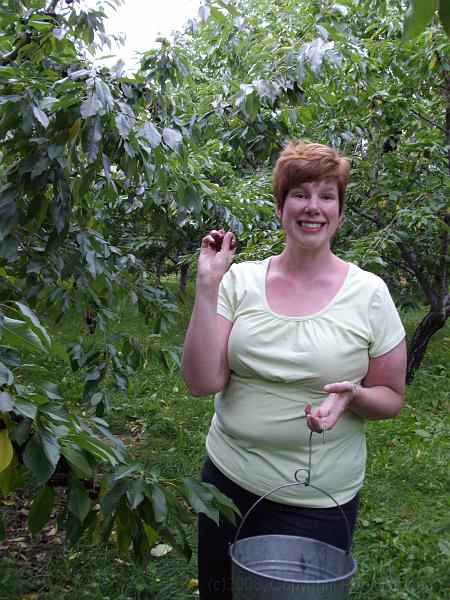 IMGP1054.JPG - Cherry picking in the Okanagan.