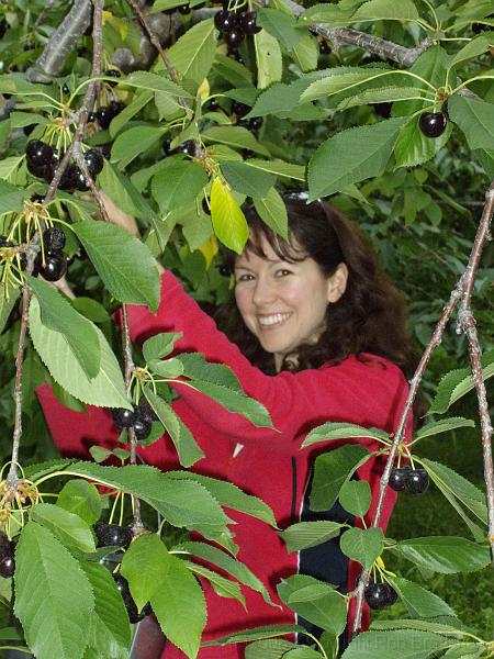 IMGP1057.JPG - Cherry picking in the Okanagan.