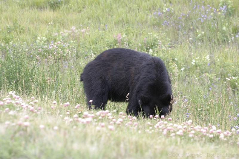 IMG_0028.JPG - Bear grazing beside the road. There was a bunch of people out of their cars taking photos.