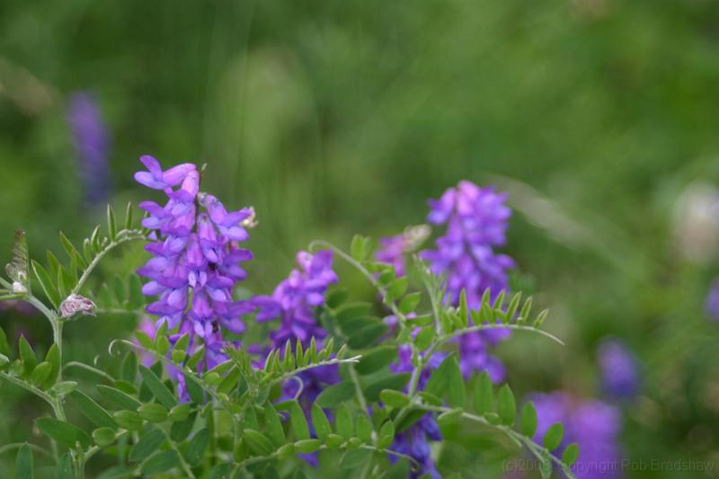 IMG_0073.JPG - The Rockies also mean alpine flowers.