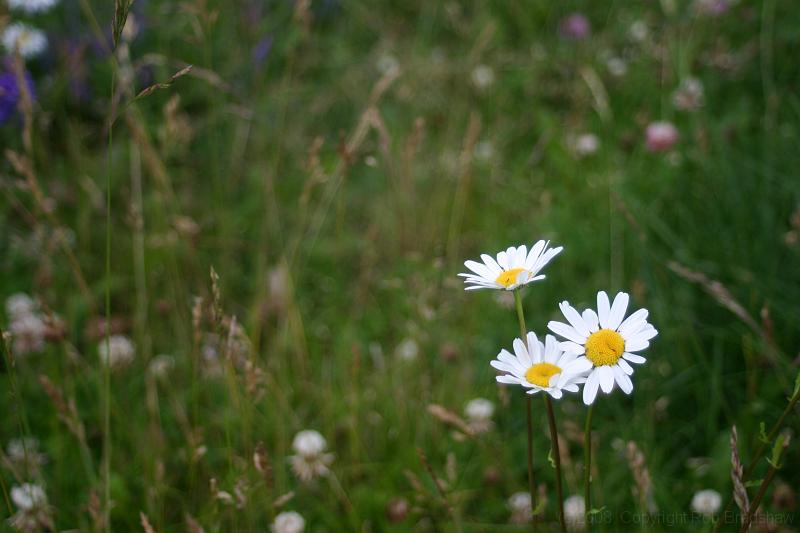 IMG_0079.JPG - The Rockies also mean alpine flowers.