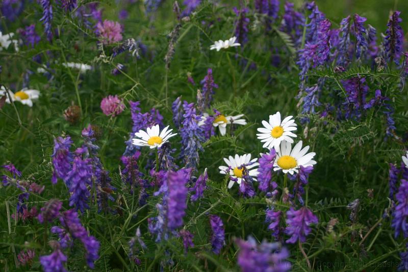 IMG_0083.JPG - The Rockies also mean alpine flowers.