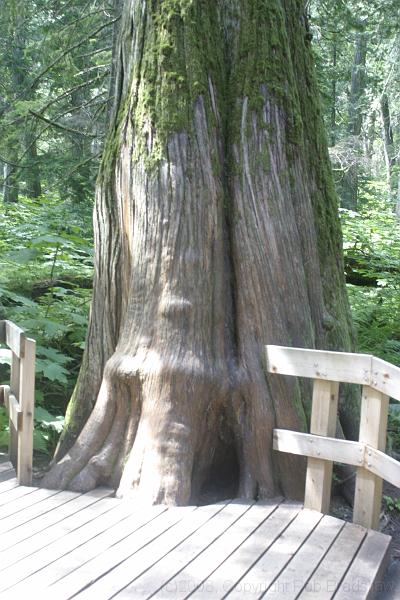 IMG_0121.JPG - An old growth cedar.