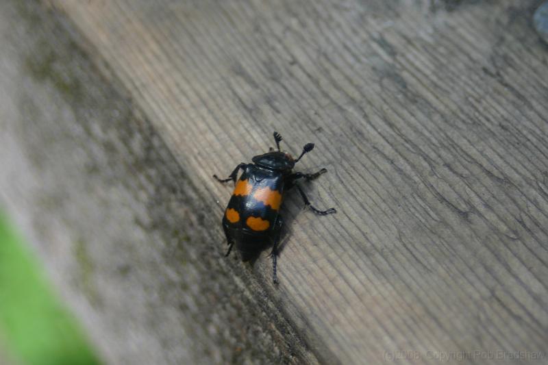 IMG_0125.JPG - A small bug at Mt. Revelstoke N.P.