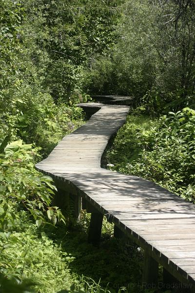 IMG_0168.JPG - The Skunk Cabbage boardwalk at Mt. Revelstoke N.P.