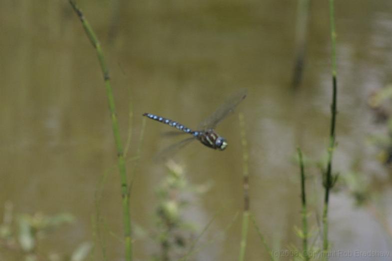 IMG_0174.JPG - A dragonfly