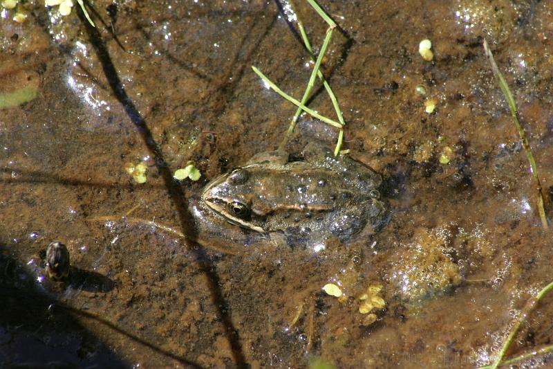 IMG_0180.JPG - A frog at Mt. Revelstoke N.P.