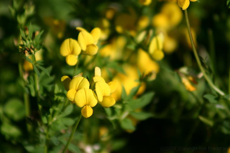 IMG_0226.JPG - Alpine flowers on Grouse Mountain