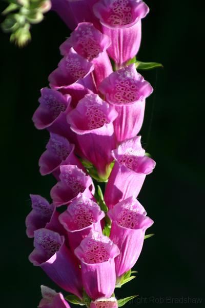 IMG_0228.JPG - Alpine flowers on Grouse Mountain