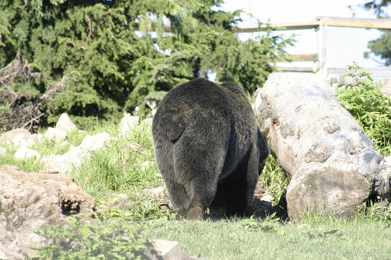 IMG_0260.JPG - One of two bears living in an enclosure at Grouse Mountain