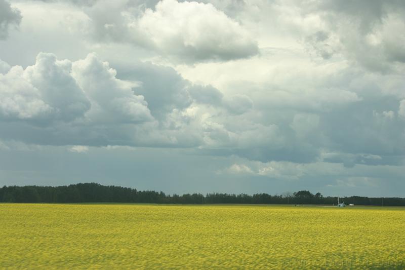 IMG_9982.JPG - Canola fields south west of Edmonton