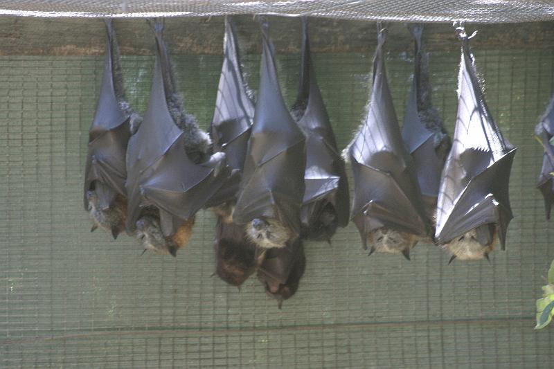 IMG_2566.JPG - Giant fruit bats...