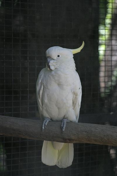 IMG_2573.JPG - Cockatoos...