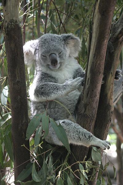 IMG_2642.JPG - And of course they had koalas.