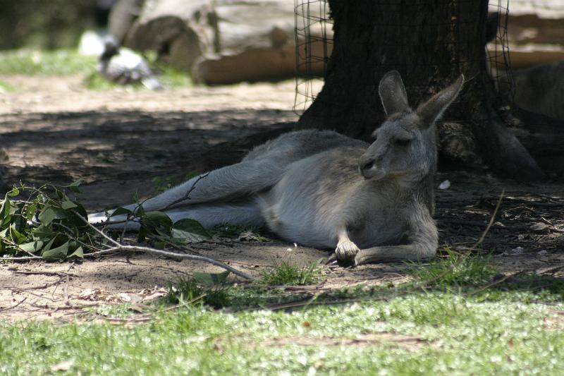 IMG_2702.JPG - Hanging with the kangaroos at Lone Pine Koala Sanctuary.