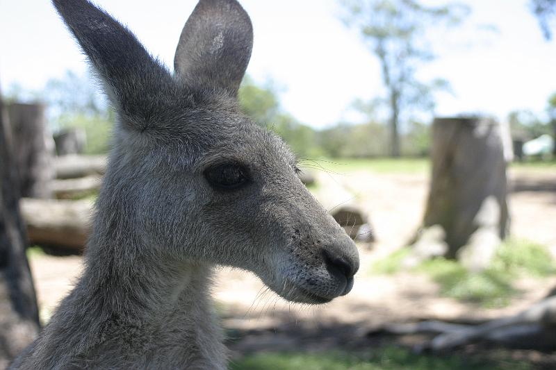 IMG_2708.JPG - Roo close up