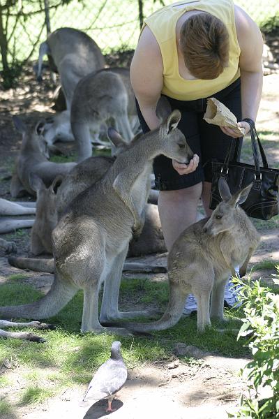 IMG_2809.JPG - Barb with a mob of 'roos. Yep a herd of kangaroos is called a mob.  (Other fun ones are smack of jellyfish, a parliament of owls, and a murder of crows)