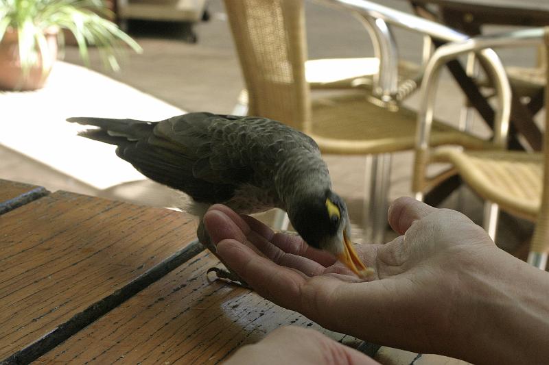 IMG_2854.JPG - The birds were rather friendly.