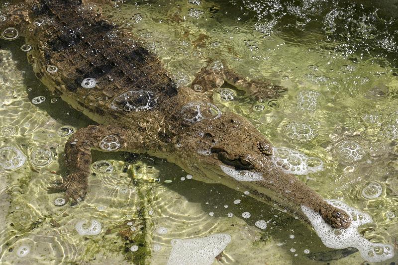 IMG_2861.JPG - A small freshwater crocodile.