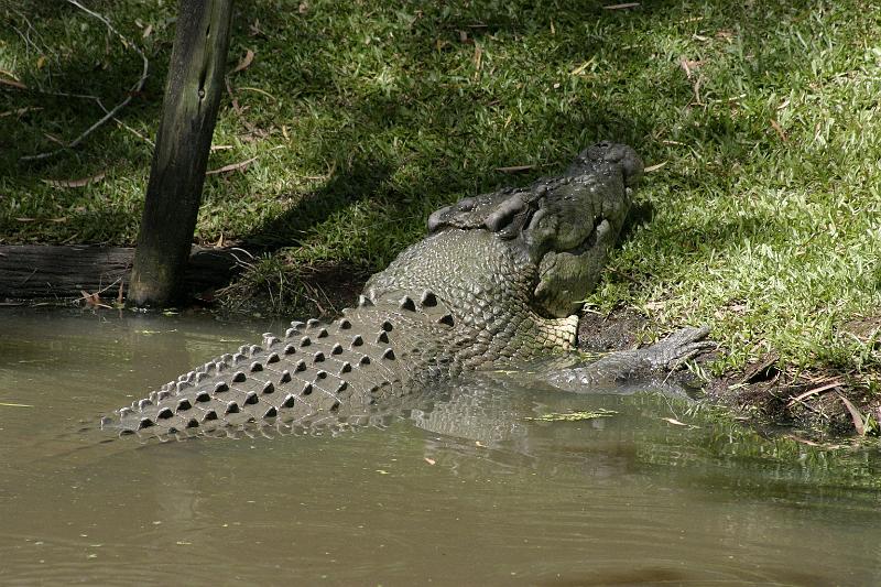 IMG_3118.JPG - They have several saltwater crocodiles.  They are freakin' huge.  If you get attacked by a croc in the wild you have a 1 in 50 chance of survival.  Don't play with them.