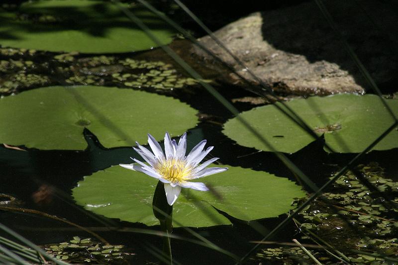 IMG_3145.JPG - Water lillies