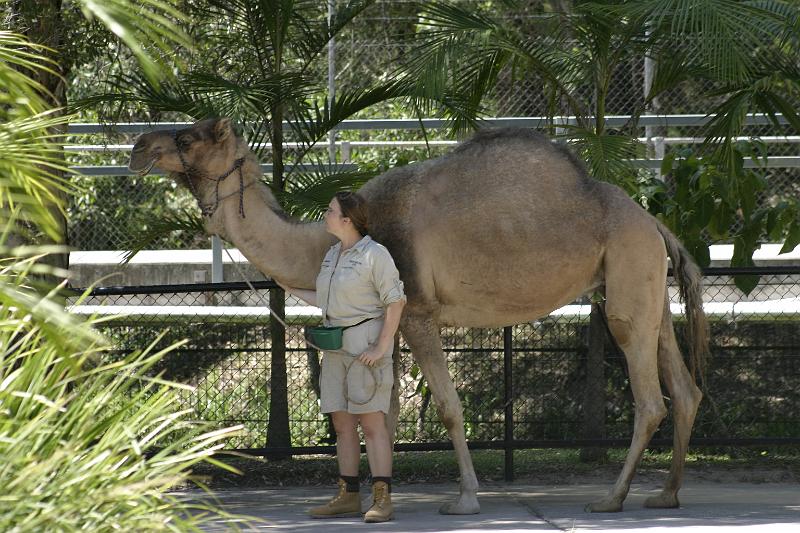 IMG_3153.JPG - Australia is the only country in the world that has any wild camels.  They we imported back in the 1800s and some escaped into the wild. Now Australia exports camels to the middle east.