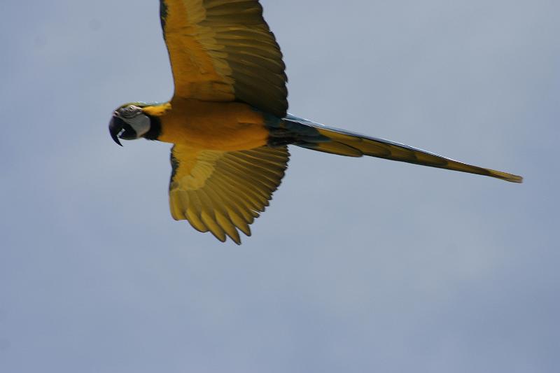 IMG_3177.JPG - ... and macaws...