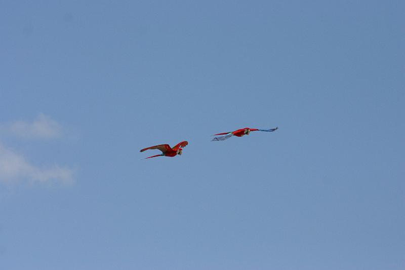 IMG_3179.JPG - ... more macaws...