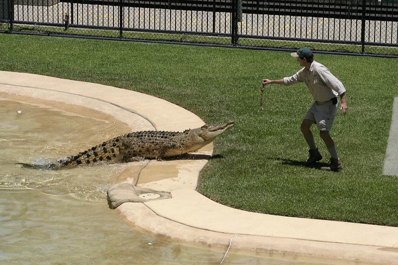 IMG_3224.JPG - They also fed one of the adult saltwater crocs...