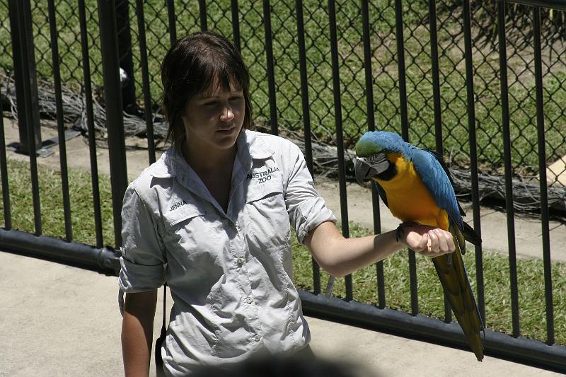 IMG_3243.JPG - She's got the better job.  Macaws don't eat you if you don't pay attention for a few minutes.