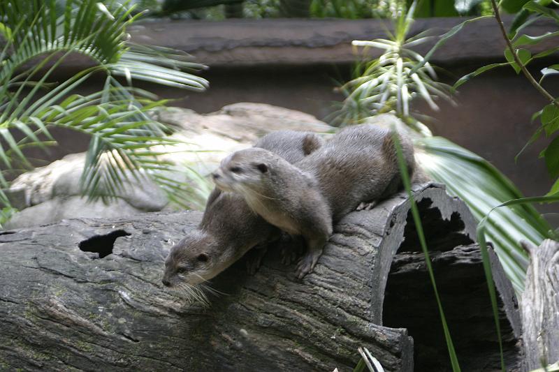 IMG_3282.JPG - Asian otters