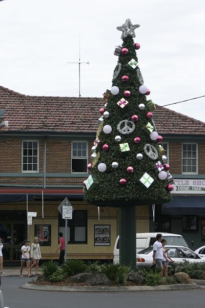 IMG_3441.JPG - It seems odd to see Christmas trees with ferns growing around the bottom.