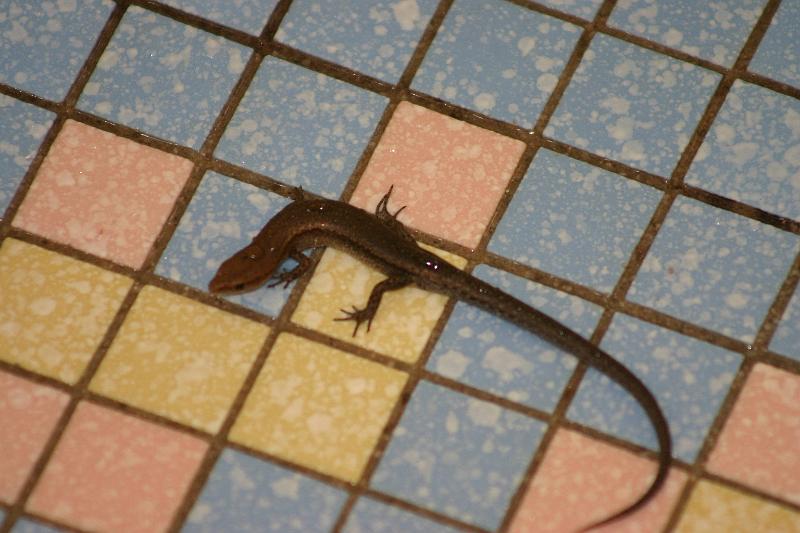 IMG_3453.JPG - The hotel we stayed at had a  tiny lizard in the shower.  Barbra D. had a little blacki spider. We we not really impressed with the hotel.  (Although the lizard was kinda cute)