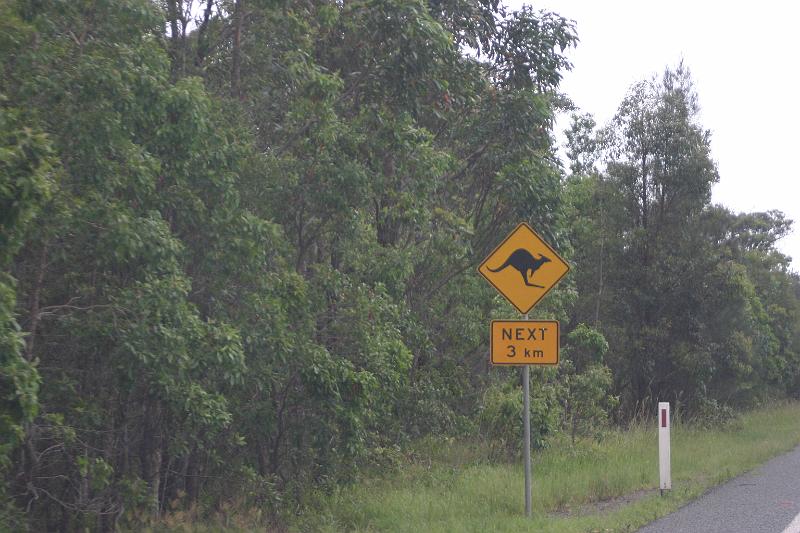 IMG_3460.JPG - We did see a few kangaroos in the wild.  They were even in the kangaroos warning areas.