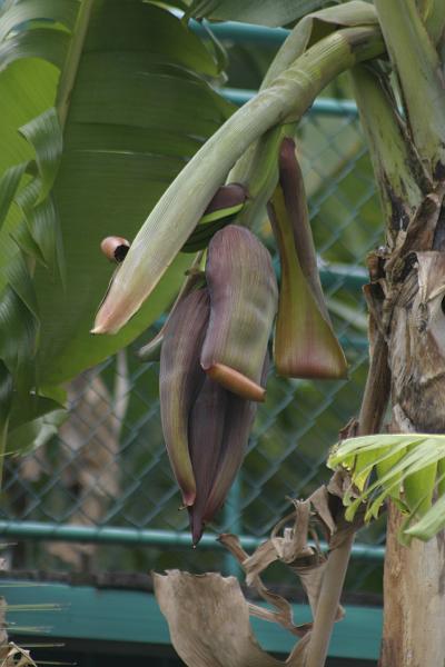 IMG_3475.JPG - These are banana flowers.