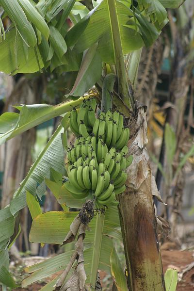 IMG_3476.JPG - These are bananas just starting out.  They are about the size of fingers.