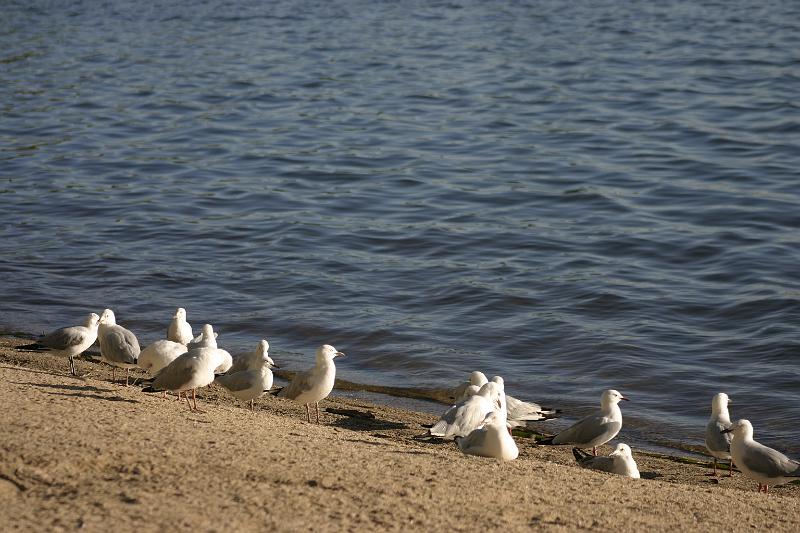 IMG_3748.JPG - A flock of gulls were hanging out on the beach.